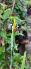 Trimezia steyermarkii