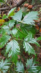 Rubus laciniatus