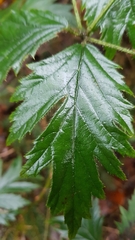 Rubus laciniatus