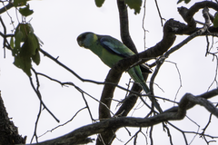 Barnardius zonarius barnardi