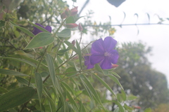 Pleroma semidecandrum