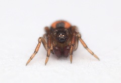 Phycosoma oecobioides