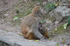 Macaca mulatta