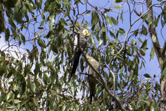 Nymphicus hollandicus