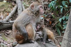Macaca mulatta