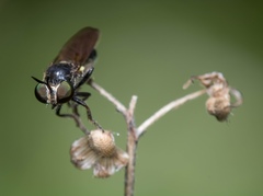 Cerotainia