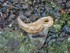 Bipalium adventitium