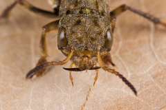 Ontholestes tessellatus