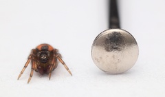 Phycosoma oecobioides