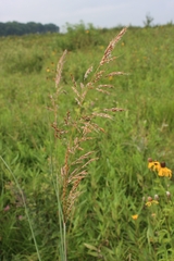 Sorghastrum nutans