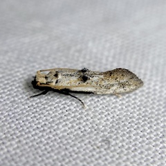 Erechthias epomadia