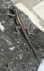 Sceloporus variabilis
