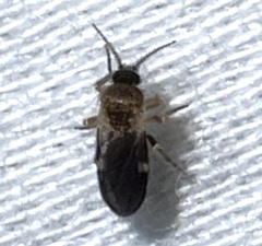 Forcipomyia