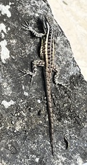 Sceloporus variabilis