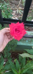 Rosa