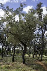 Acacia cambagei