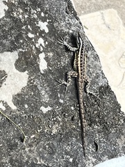 Sceloporus variabilis