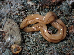 Bipalium adventitium