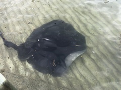 Bathytoshia brevicaudata