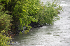 Hymenolaimus malacorhynchos