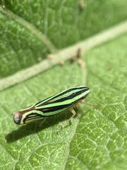 Sibovia sagata