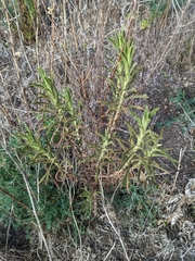 Pseudognaphalium ramosissimum