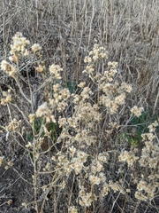 Pseudognaphalium ramosissimum