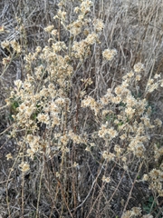 Pseudognaphalium ramosissimum