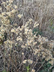 Pseudognaphalium ramosissimum