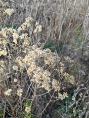 Pseudognaphalium ramosissimum