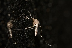 Aedes alboannulatus