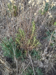 Pseudognaphalium ramosissimum