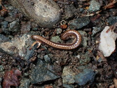 Brachyiulus