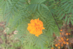Tagetes erecta