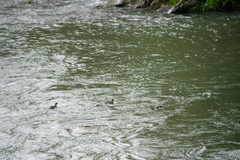 Hymenolaimus malacorhynchos