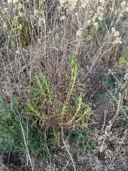 Pseudognaphalium ramosissimum