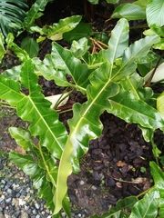 Thaumatophyllum stenolobum