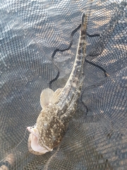 Platycephalus fuscus