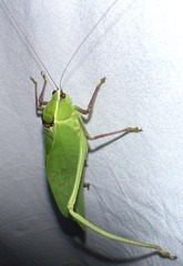 Stilpnochlora