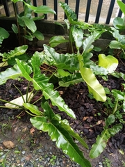 Thaumatophyllum stenolobum