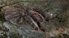 Avicularia
