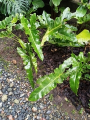 Thaumatophyllum stenolobum