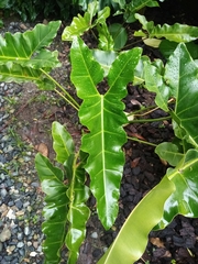 Thaumatophyllum stenolobum