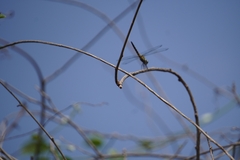 Brachydiplax