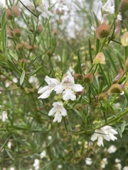Prostanthera nivea