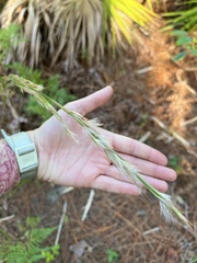 Andropogon floridanus