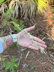 Andropogon floridanus
