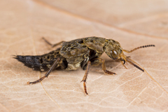 Ontholestes tessellatus