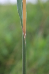 Sorghastrum nutans