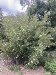 Prostanthera nivea